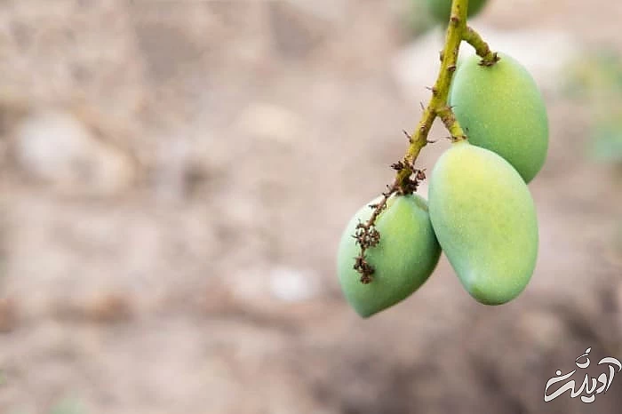 مصرف چغاله بادام